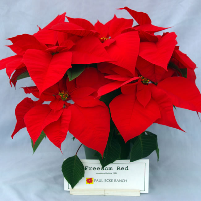 Poinsettia o flor de pascua
