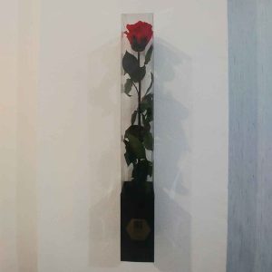 Rosa Roja Eterna en Estuche