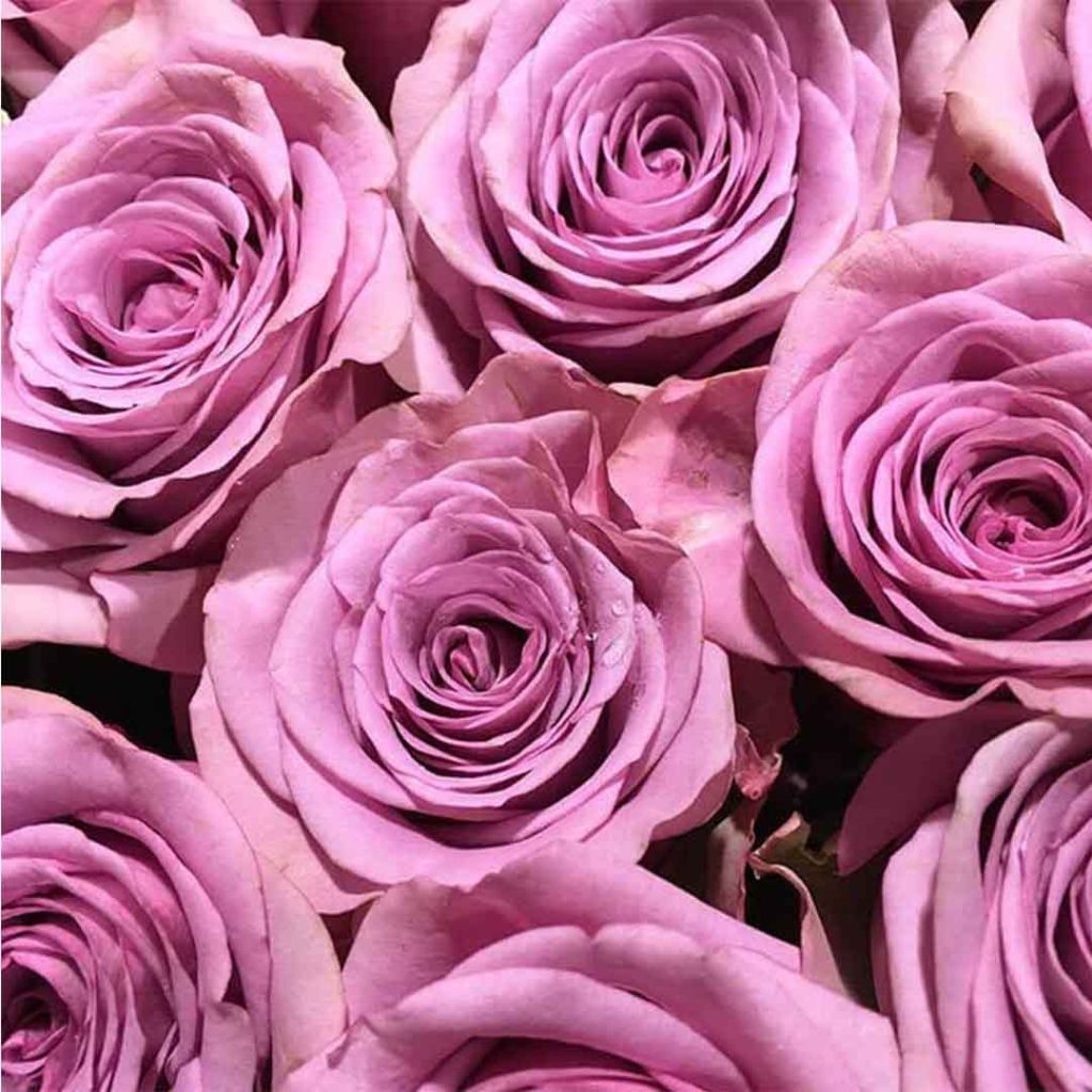 Ramo de rosas malvas