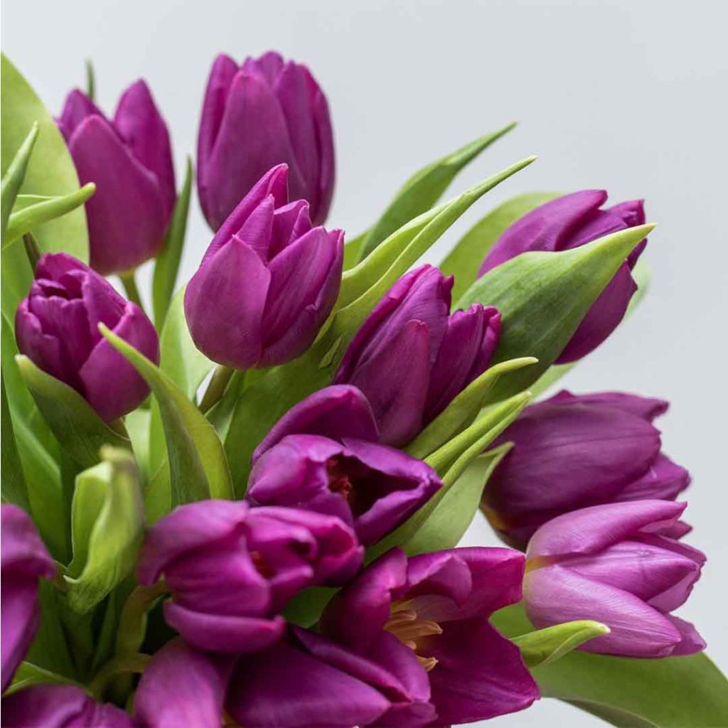 Ramo de Tulipanes