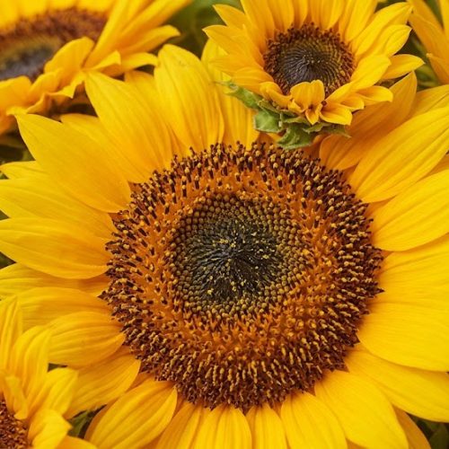Detalle de girasoles naturales amarillos