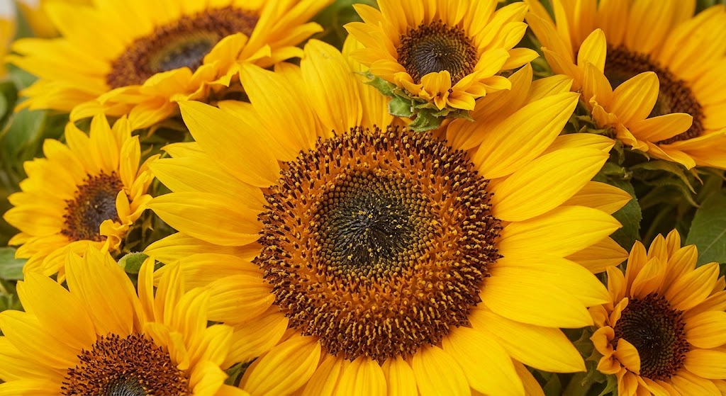 Detalle de girasoles naturales amarillos