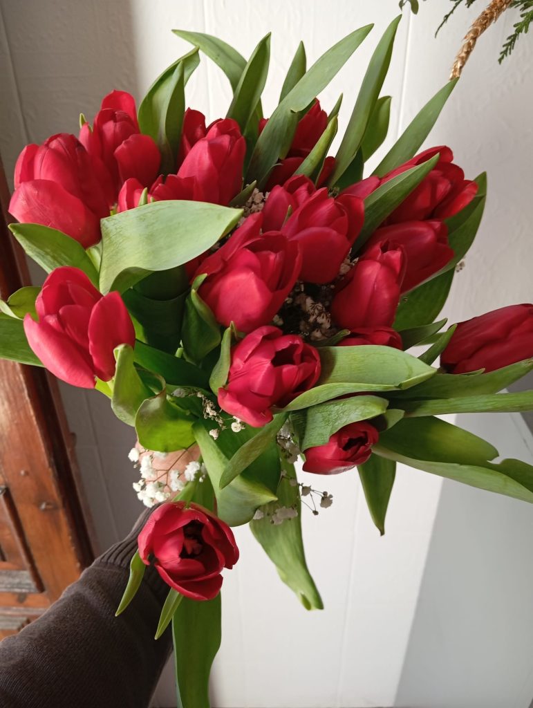 Tulipanes rojos naturales símbolo de amor